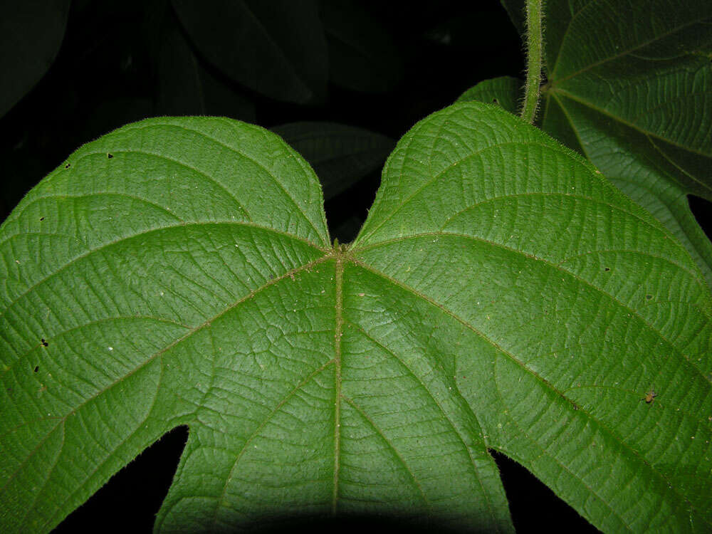 Image of Dalechampia osana Armbr.