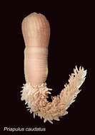 Image of penis worms