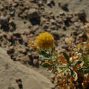 Image of western blanketflower