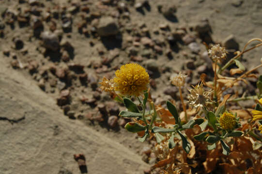 Image of blanketflower