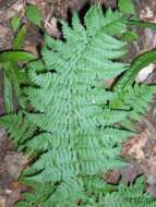 Image of marginal woodfern