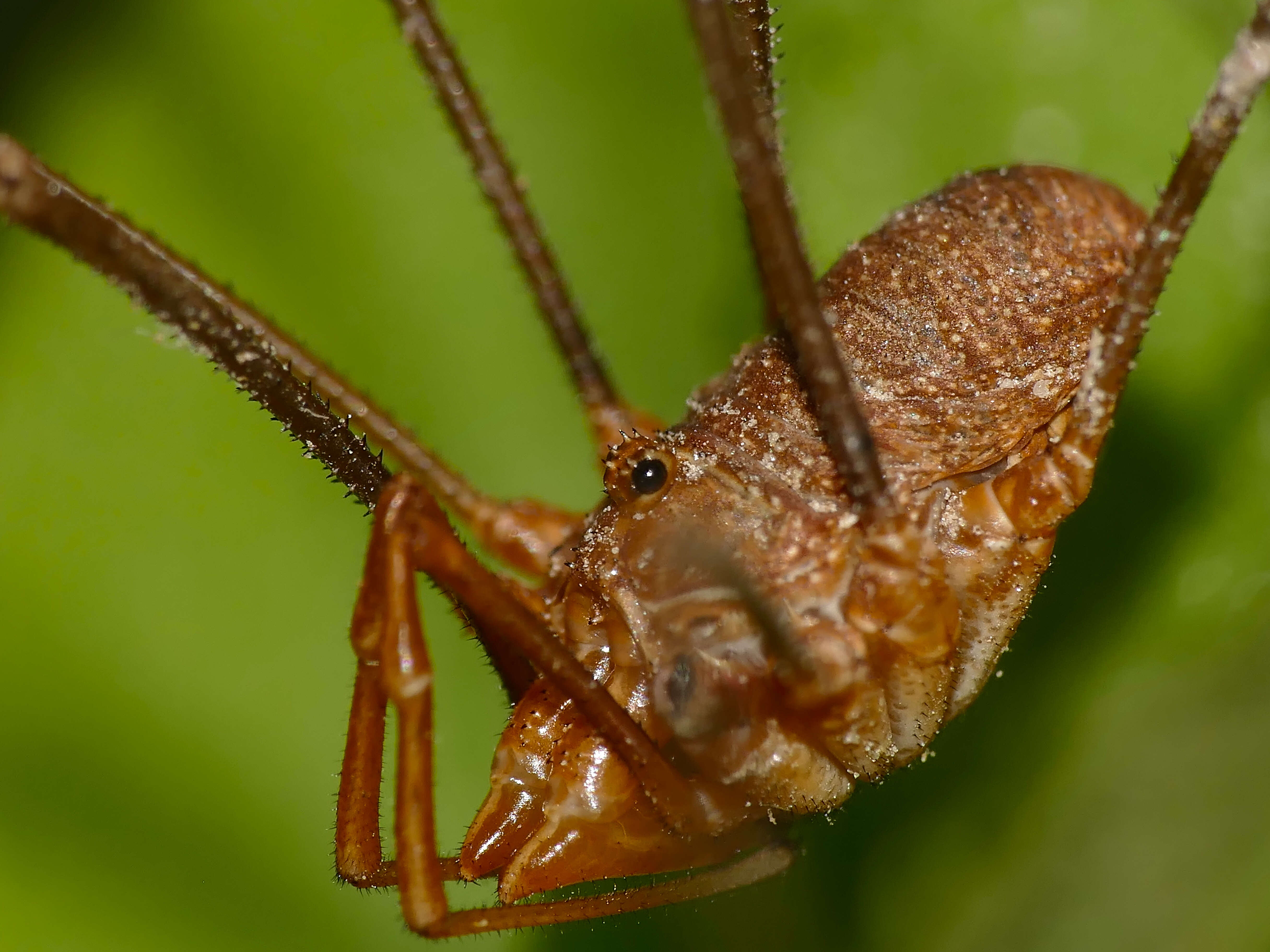 Image of Opilio parietinus (De Geer 1778)