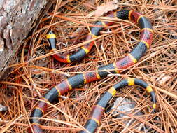 Image of American coral snakes