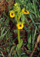 Image of Yellow Ophrys