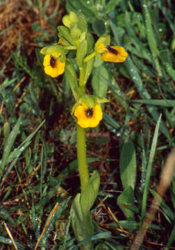 Image of Yellow Ophrys