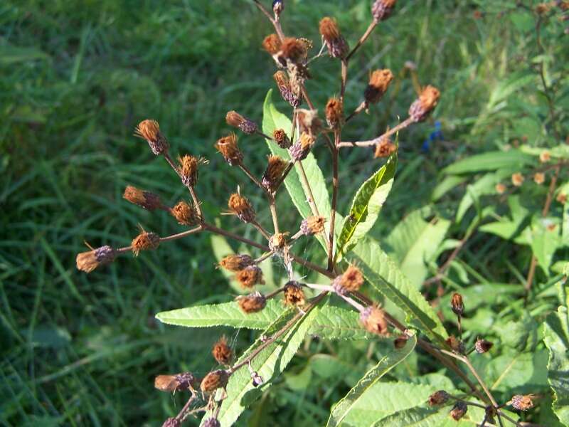 Image of ironweed