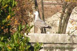 Larus Linnaeus 1758 resmi