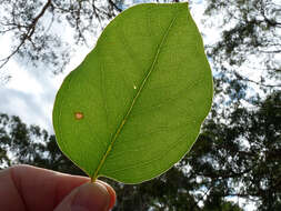 Imagem de Eucalyptus pauciflora Sieber ex Spreng.