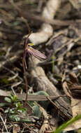 Image of Gnat orchids