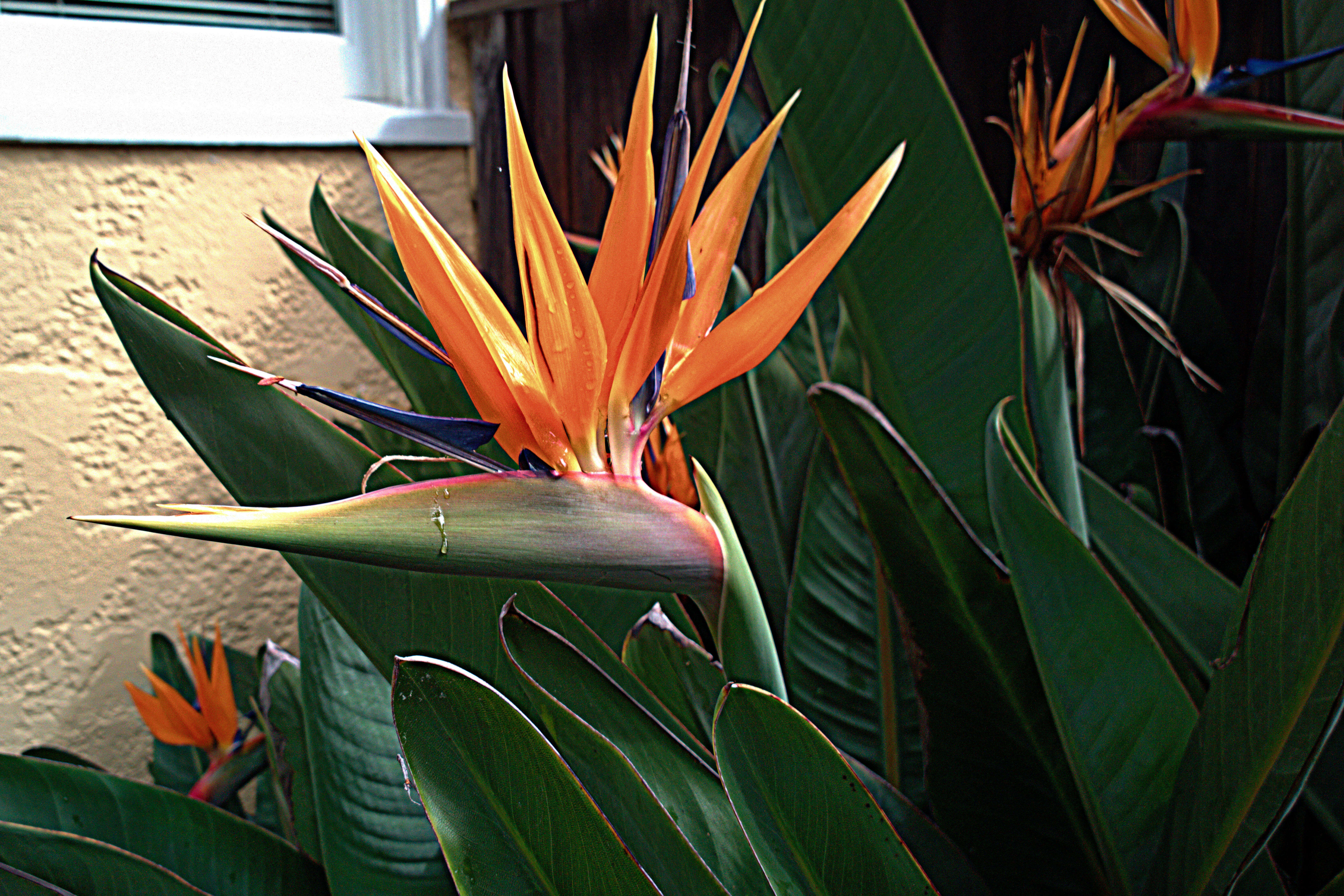 Image of bird-of-paradise family