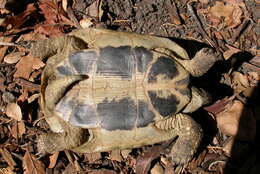 Image of Testudo