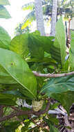 Image of Morinda