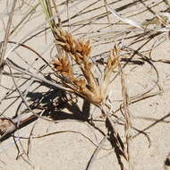 Image of Spinifex sericeus R. Br.