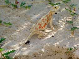 Image of Scortecci's Agama