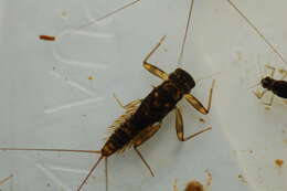Image of Ephemeroptera