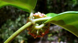 Image of Marsdenia hilariana Fourn.
