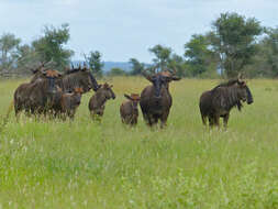 Image of wildebeest