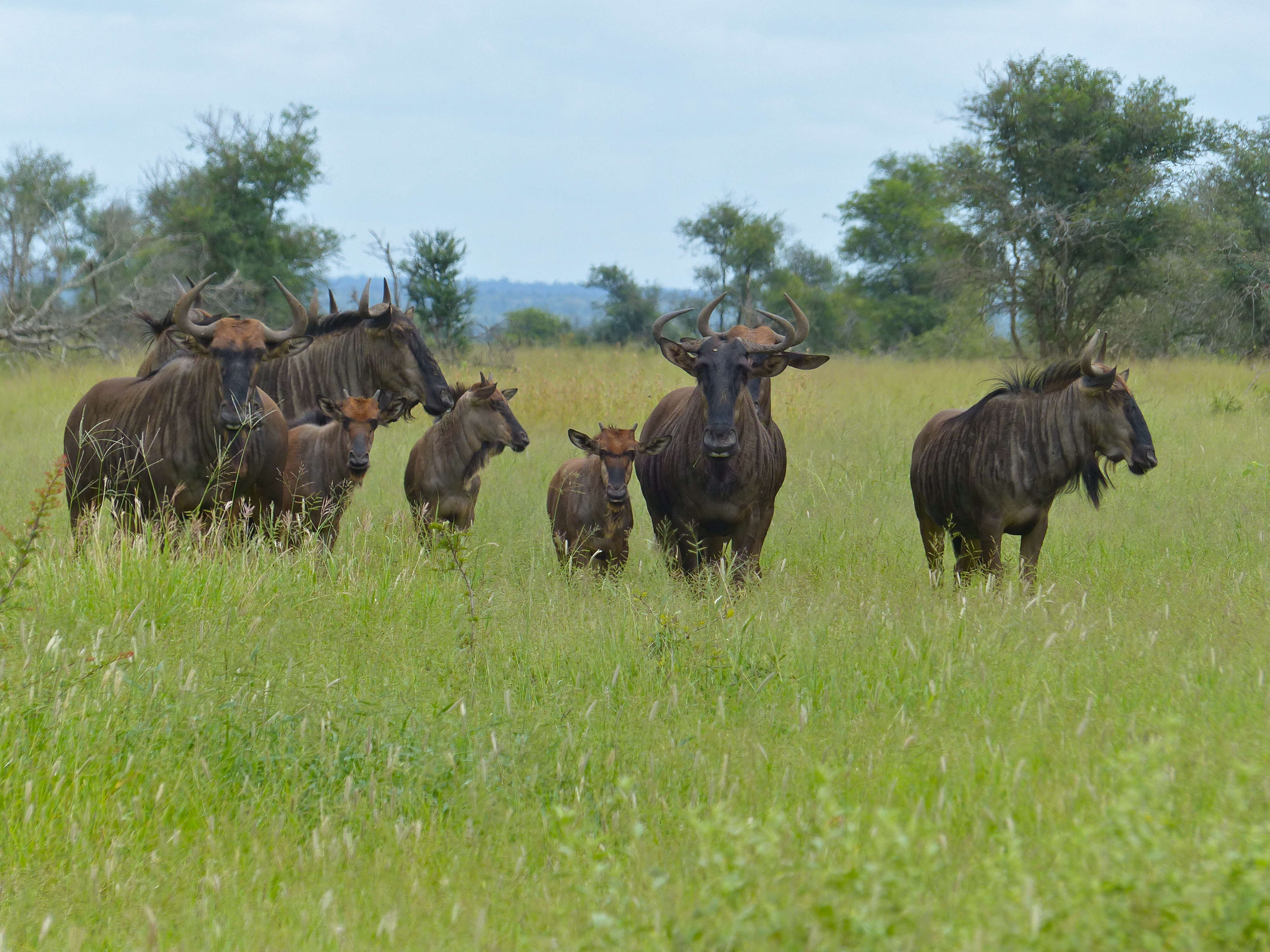 Image of wildebeest