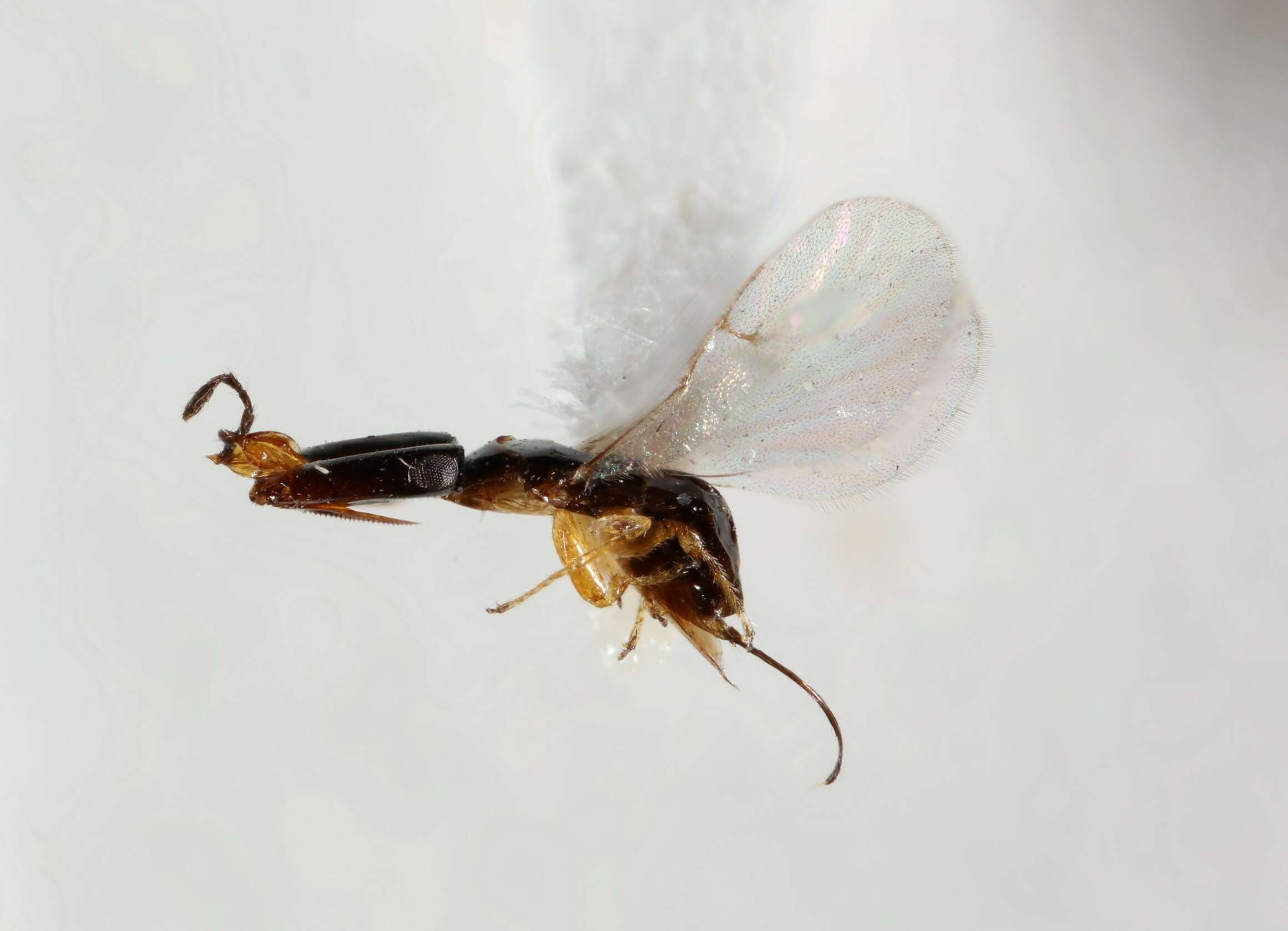 Image of Hymenoptera
