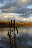 Image of Bulrush