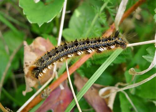 Слика од Euthrix potatoria Linnaeus 1758