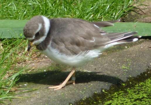 Image of ringed plover, common ringed plover