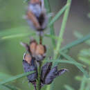 Image of Mirbelia speciosa subsp. ringrosei (Bailey) Pedley