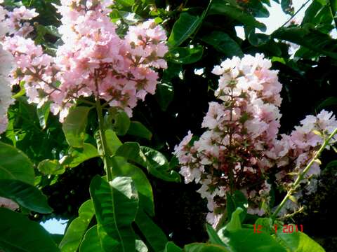 Plancia ëd Lagerstroemia floribunda Jack