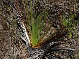 Image of yellow-eyed-grass family