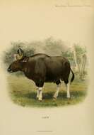 Image of Gaur