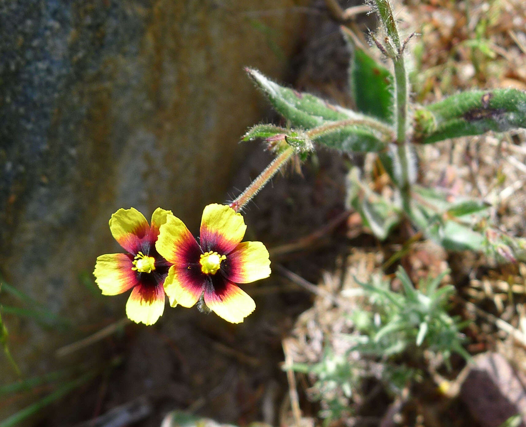 Image of Tuberaria