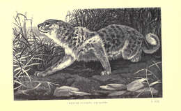 Image of Acinonyx Brookes 1828