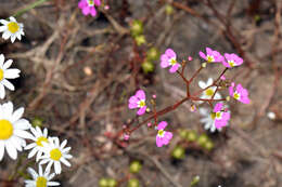 Image of Stylidium asymmetricum Wege