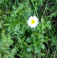 Image of Brachyscome segmentosa F. Müll.