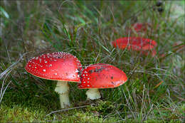 Image of Amanita