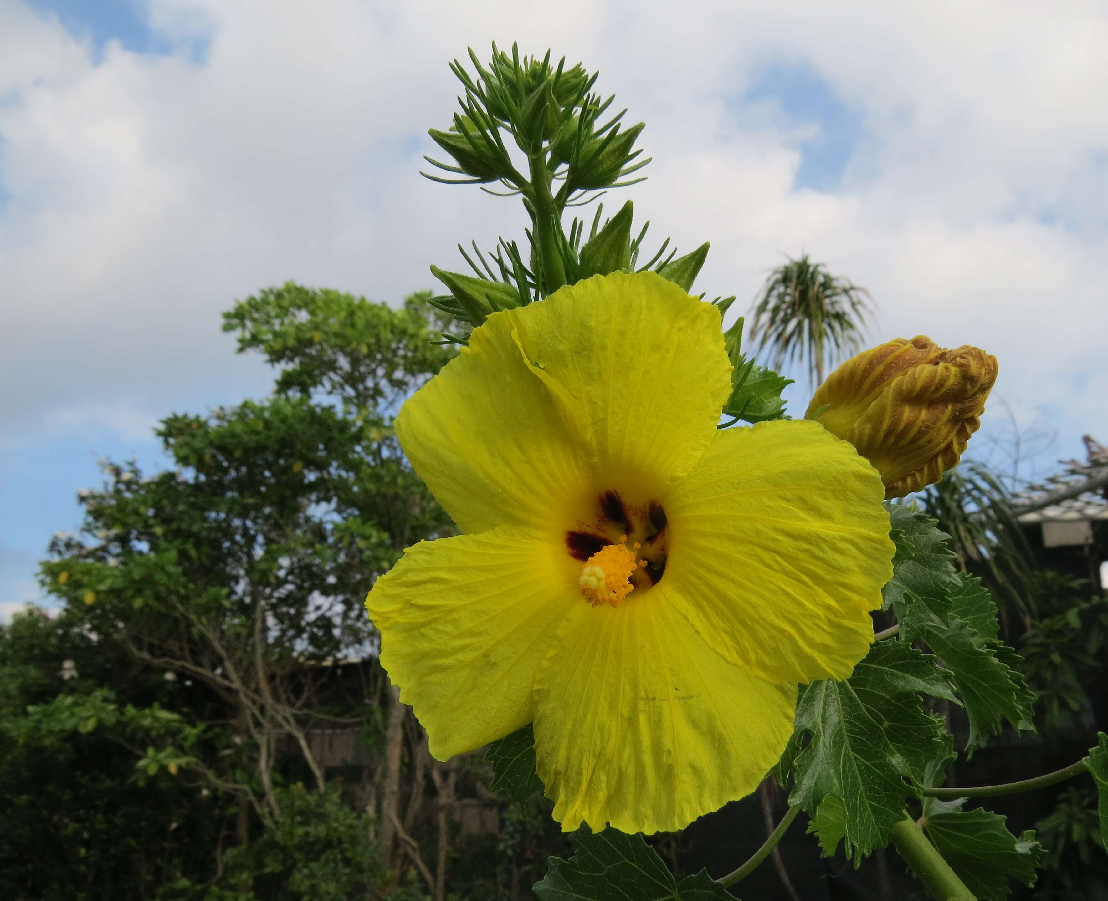 Image of Brackenridge's rosemallow