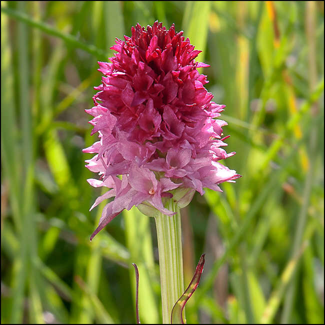 Image of Gymnadenia bicolor (W. Foelsche) W. Foelsche & O. Gerbaud