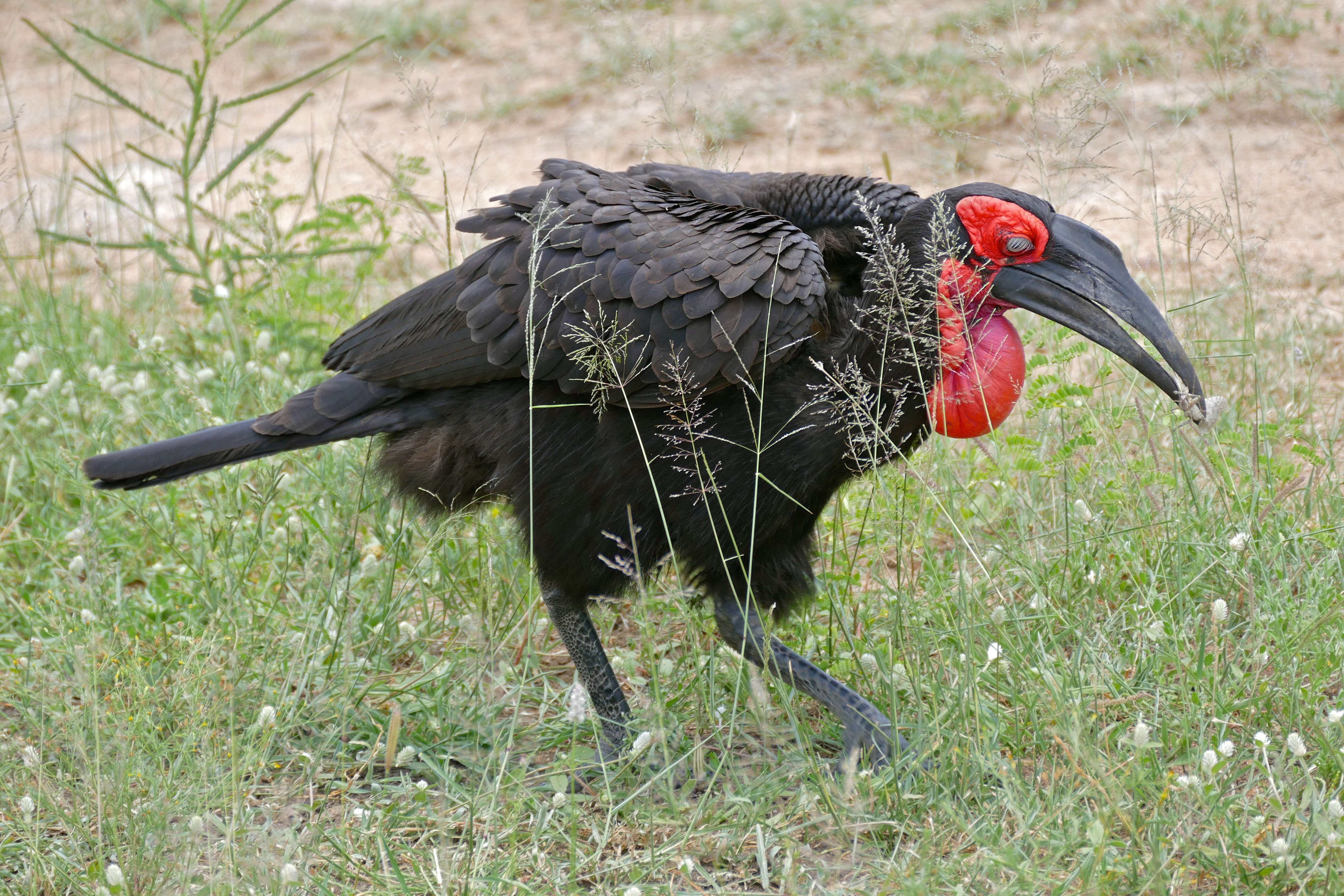 Imagem de Bucorvus leadbeateri (Vigors 1825)