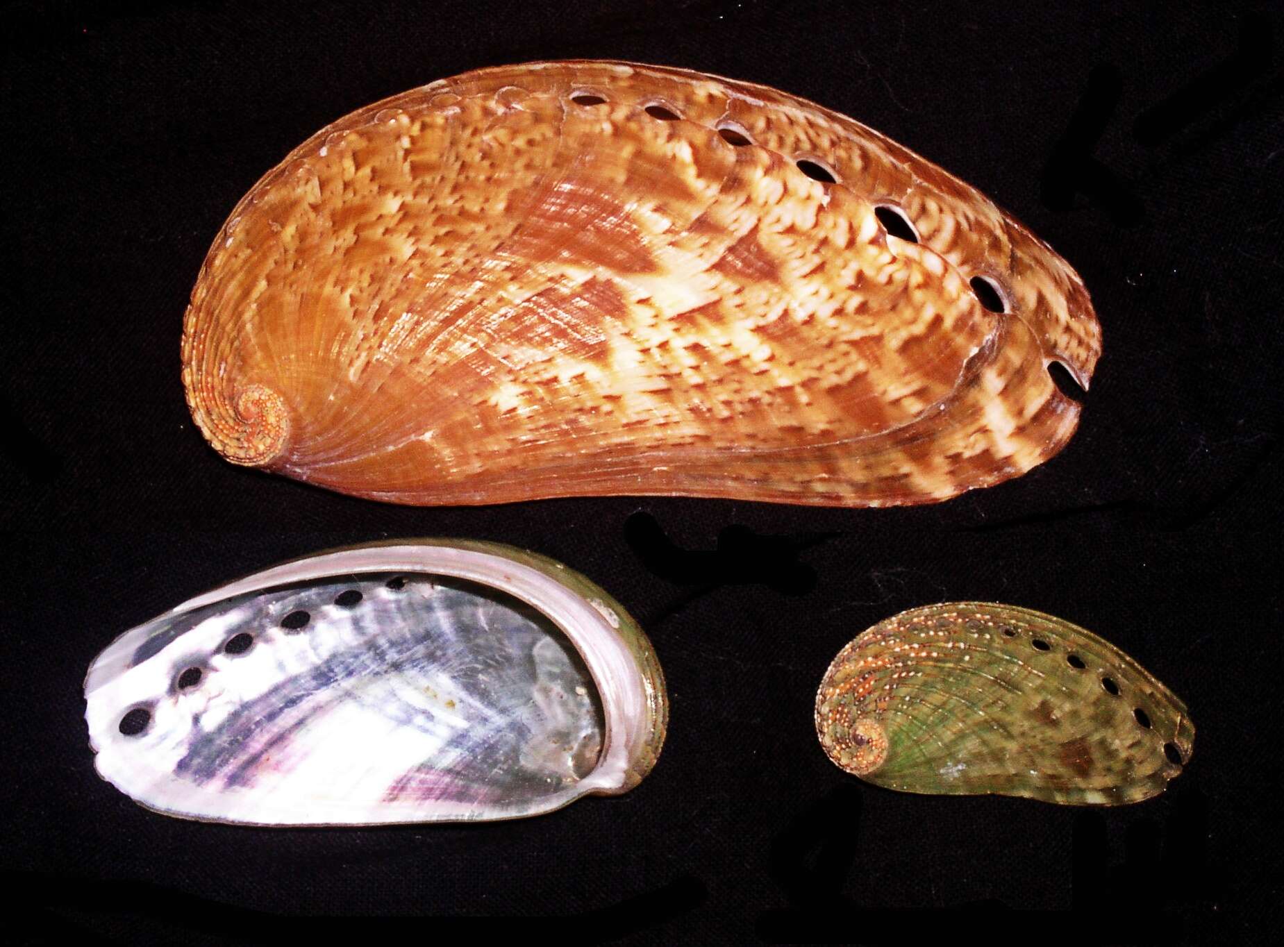 Image of Ass's ear abalone