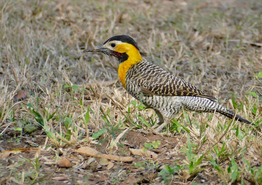 Image of Campo Flicker