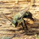 Image of Bufflehead Mason Bee