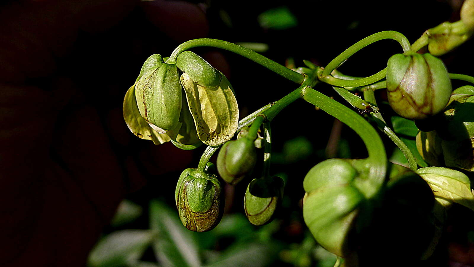 Sivun Senna georgica var. georgica kuva