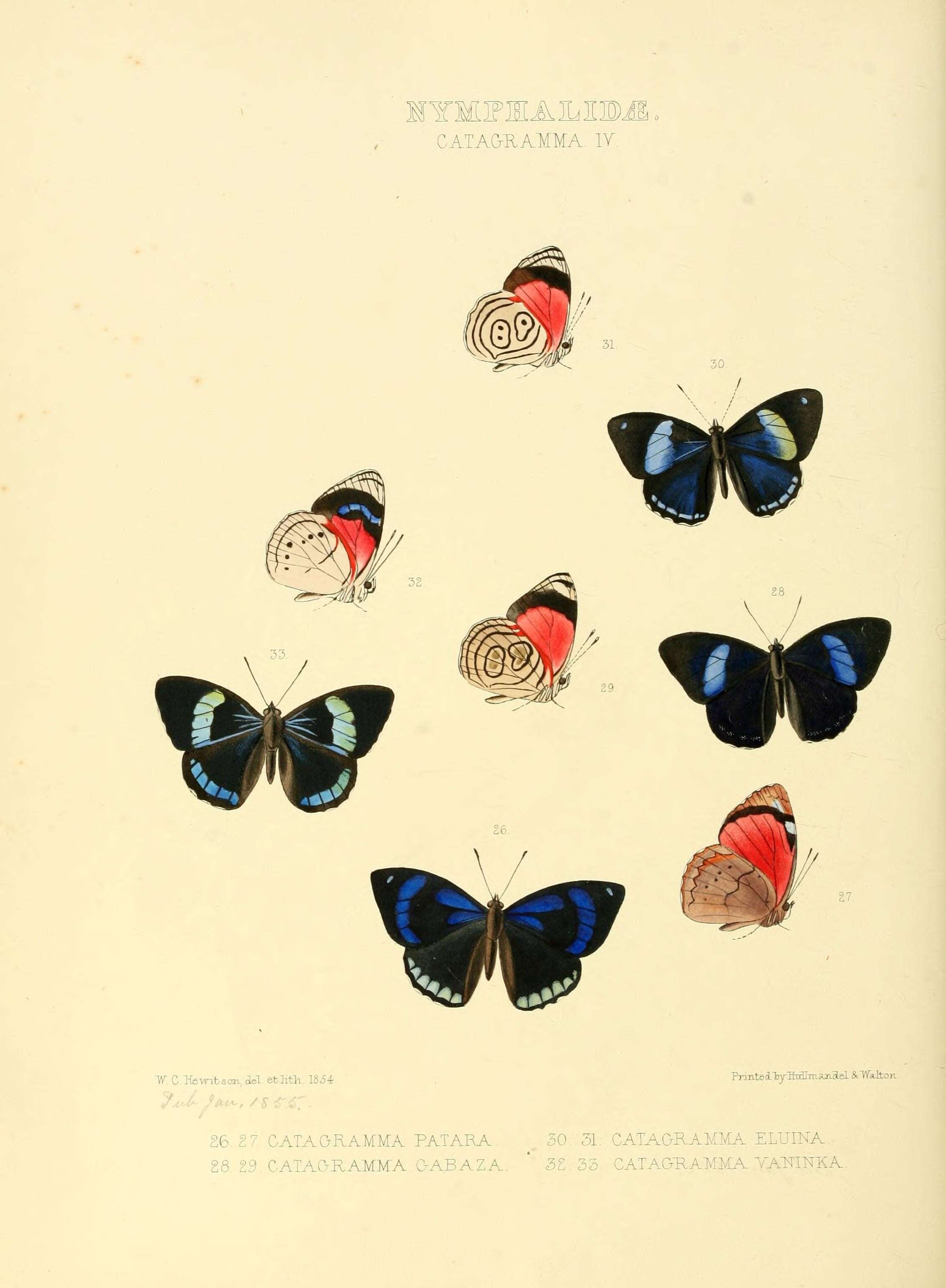 Image de Perisama vaninka Hewitson 1854