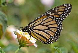 Image of Monarch Butterfly