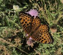 Image of Greater Fritillaries