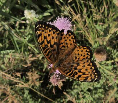 Image of Atlantis Fritillary