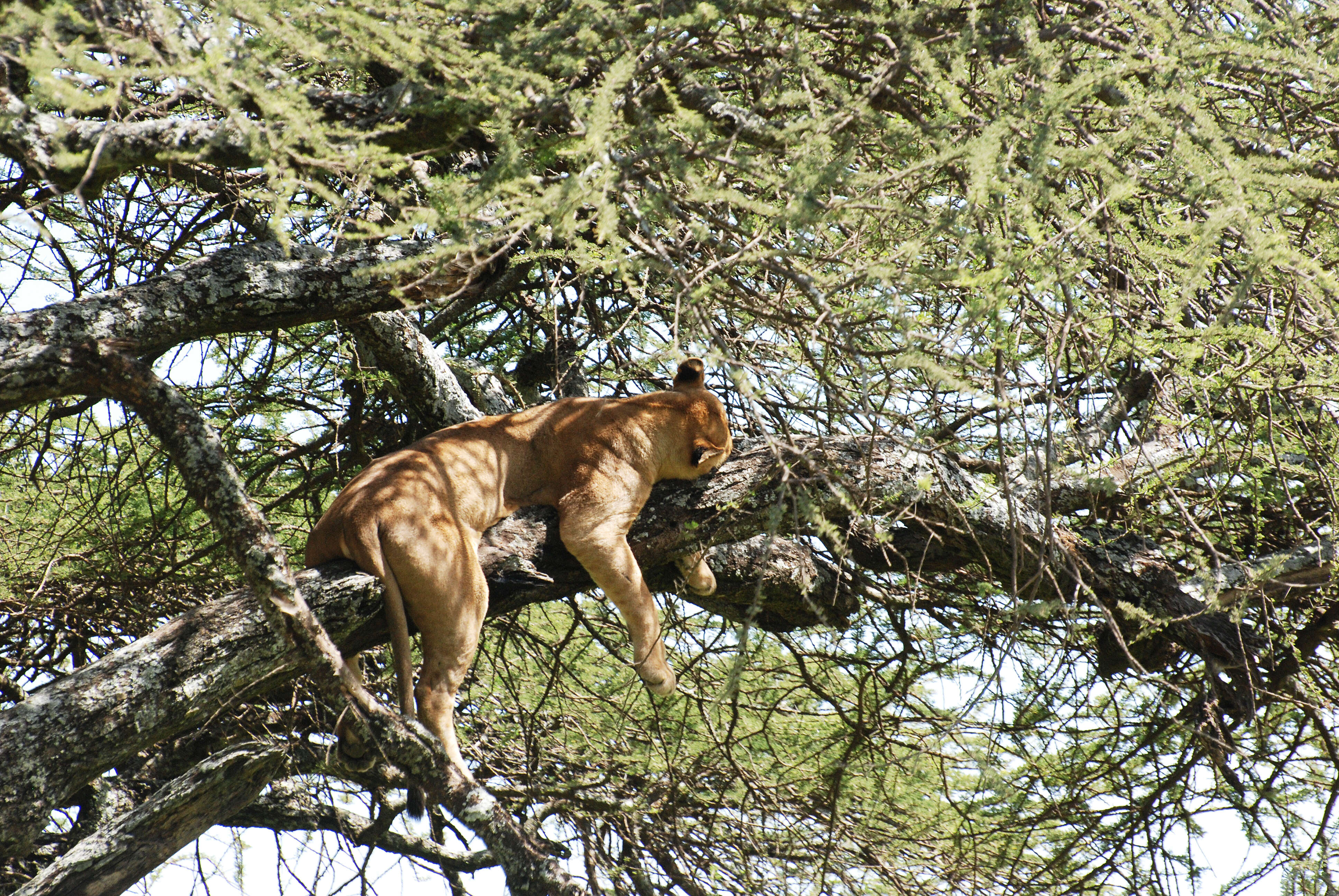 Image of big cats