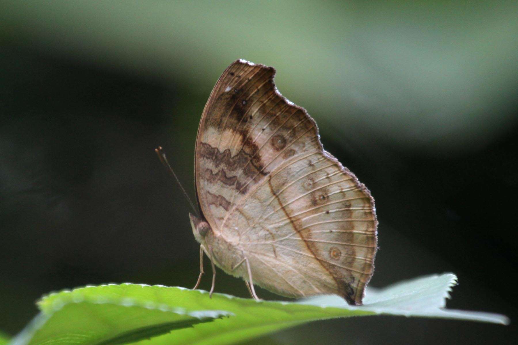 Image of Junonia terea Drury 1773