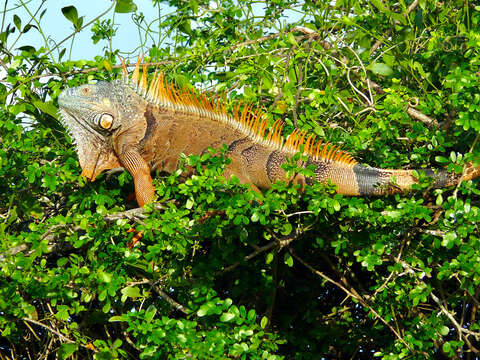 Image of Green Iguana