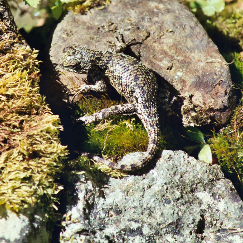 Image of Duges' Spiny Lizard